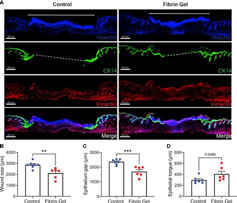 Frontiers Physiological Fibrin Hydrogel Modulates Immune Cells And