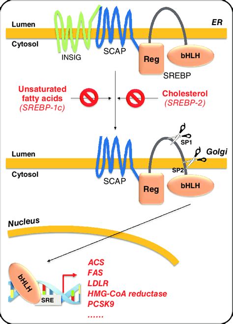 Proteolytic Activation Of SREBPs By Cholesterol And Unsaturated Fatty