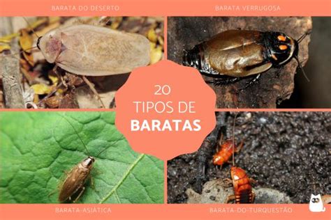 20 Tipos de baratas grandes voadoras e domésticas