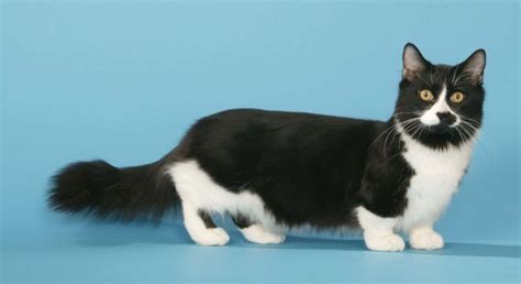 The Welsh Corgi Of Cats The Munchkin Kittens Whiskers