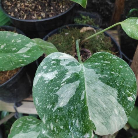 Jual Monstera Thai Constellation Variegata Monthai Kab Banjarnegara