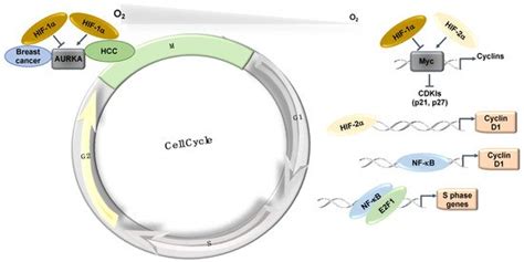 Hypoxia In The Cell Cycle Encyclopedia Mdpi