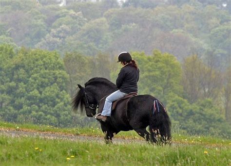 17 Best Images About Dales Pony On Pinterest Baroque Studs And Ponies