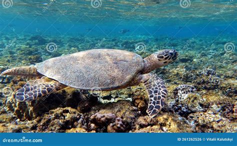 Hawksbill Especie De Cr De Tortuga Marina Hwksbill Tortuga Eretmochelys