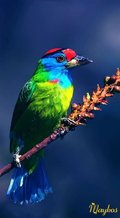 Pin By Maykos On Exotiques Birds Beautiful Birds Exotic Birds