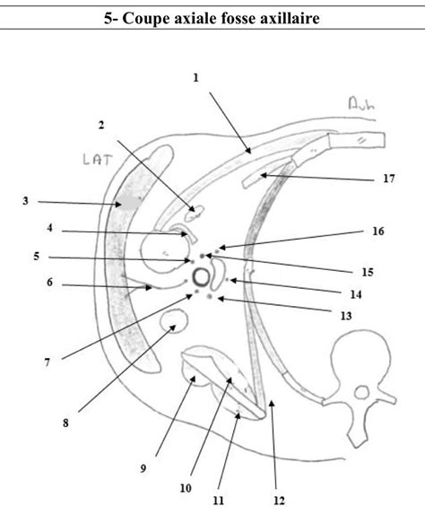 Diagramme De 5 Coupe Axiale Fosse Axillaire Quizlet