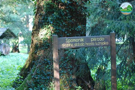 Spomenik Prirode Skupina Stabala Hrasta Lu Njaka Quercus Robur L