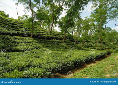 Tea Garden At Sylhet, Bangladesh Stock Photo - Image of hill ...