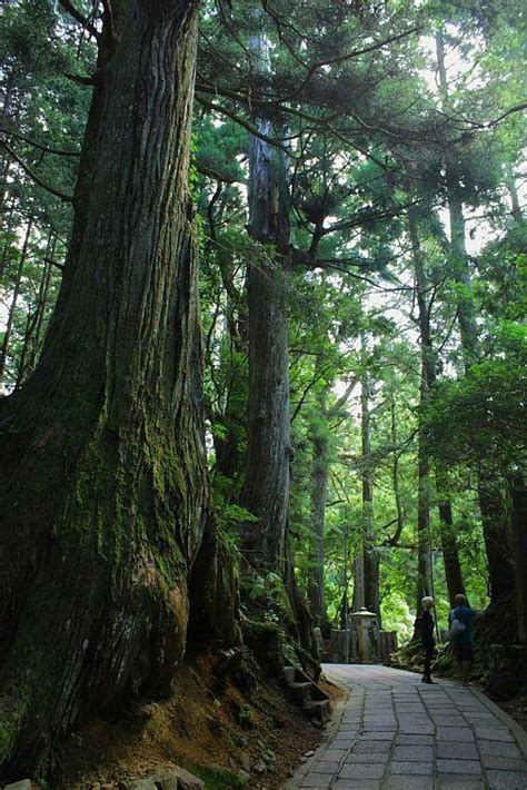 Hiking The Koyasan Choishi Michi Pilgrimage Trail Artofit