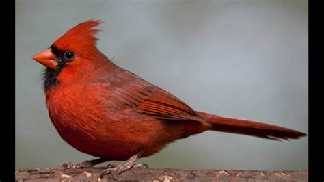 Its Indianas State Bird So How Did Our Cardinals Become Red