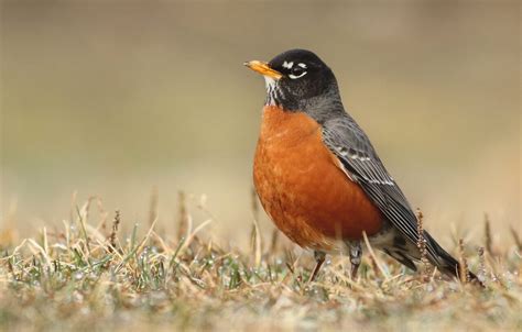 Robin Bird