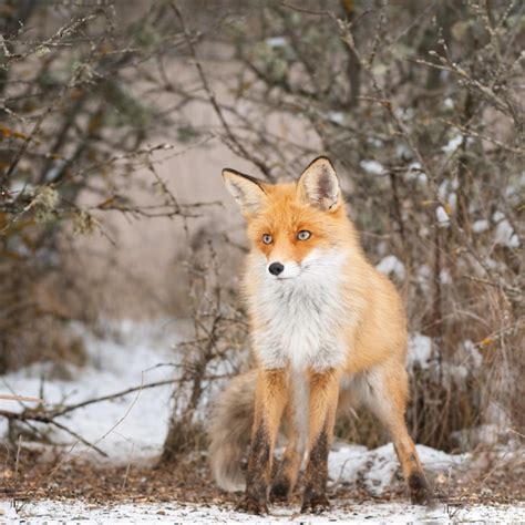 Le Renard Roux Vulpes Vulpes Dans Un Paysage Hivernal Fermer Photo