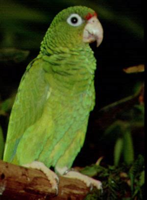 Puerto Rican Parrot at El Yunque | Discovering Puerto Rico