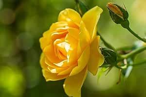 The Royal Crafty Rare Beautiful Yellow Rose Hybrid Grafted Healthy