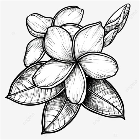 Plumeria Flower Line Art Sketch With Outline Stroke Of Doodle Coloring