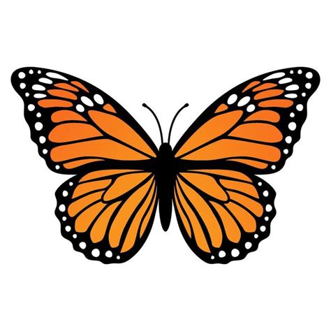 Borboleta Monarca Ilustra O Vetorial Isolada No Fundo Branco Danaus