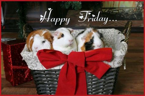 Pin By Catherine Julian On Friday Guinea Pigs Pet Guinea Pigs Cute