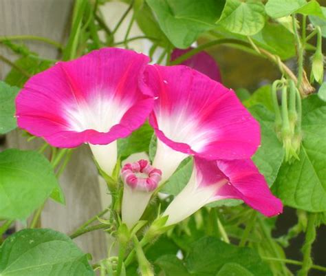 Most Beautiful Morning Glory Flowers - Yabibo