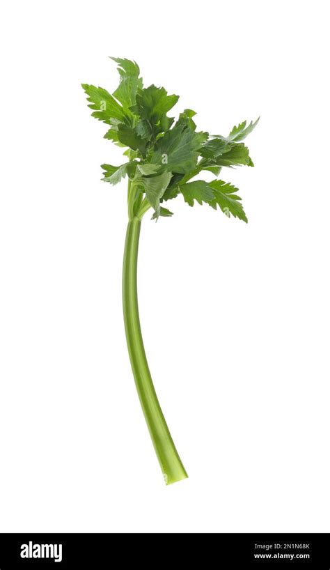 Fresh green celery stem with leaves isolated on white Stock Photo - Alamy