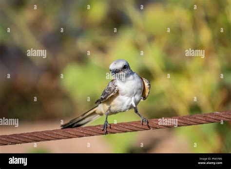 Scissortail Flycatchers Hi Res Stock Photography And Images Alamy