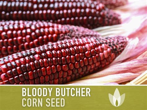 Bloody Butcher Corn Heirloom Seeds Dent Corn Seed Packets Non Gmo