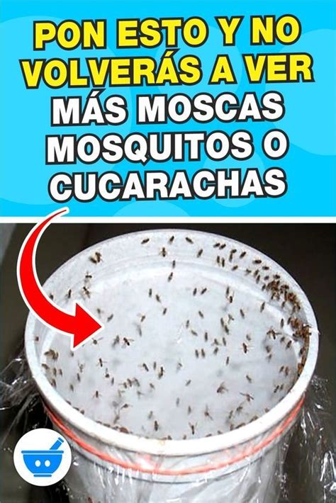 hormigas aquí Métodos para deshacerse de él Repelente de mosquitos