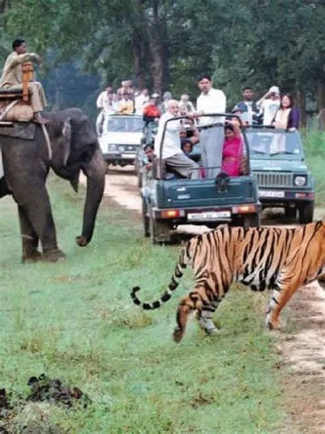 जिम कॉर्बेट नेशनल पार्क में जंगल सफारी Jungle Safari In Jim Corbett