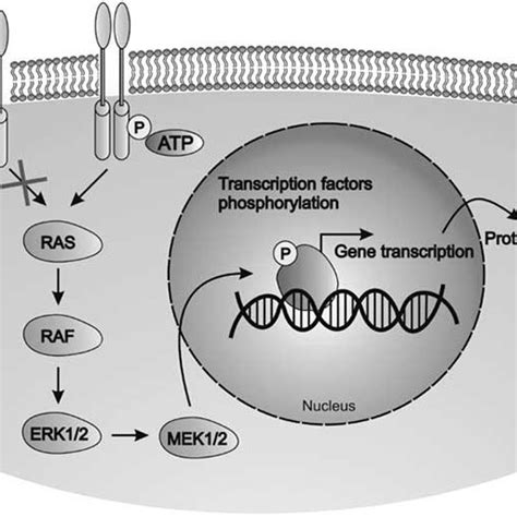 Tyrosine Kinase Intracellular Signaling Pathway Activation And Download Scientific Diagram