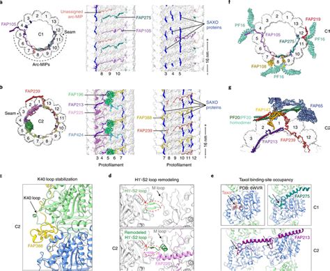 Microtubule Inner Proteins Of The Central Apparatus A Cross Section