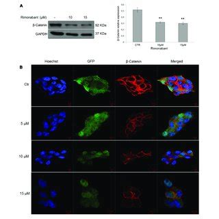 A Representative Western Blot Analysis Left Of Catenin In Total