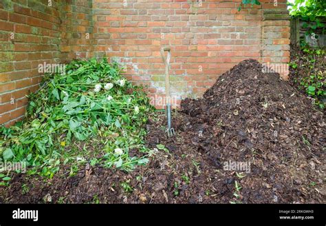 Compost Heap Composting At Home In A Garden Uk Two Heaps With Green