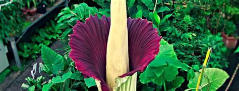 Amorphophallus Titanum La Flor Más Grande del Mundo Flores Exóticas