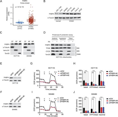 Fkbp Shows Mitochondrial Localization And Is Required For The