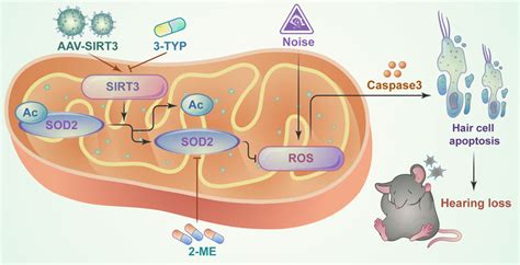 Frontiers Sirtuin Protects Cochlear Hair Cells Against Noise