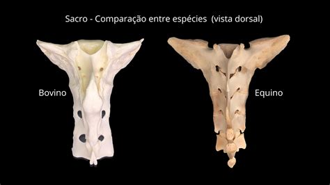 Estudo de Anatomia Comparada Medicina Veterinária Estácio Niterói