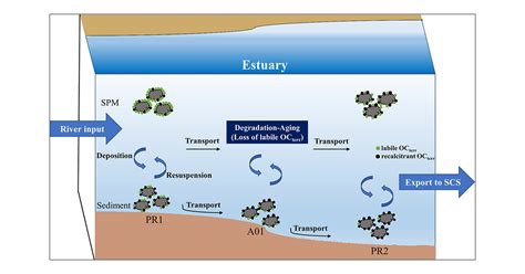 Degradation And Aging Of Terrestrial Organic Carbon Within Estuaries