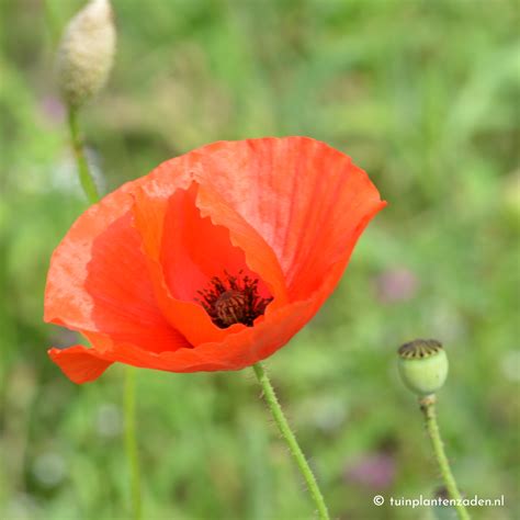 Veldbloemen Venema Zaden