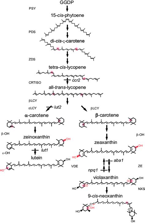 Carotenoid Biosynthetic Pathway In Higher Plants The Pathway Shows The