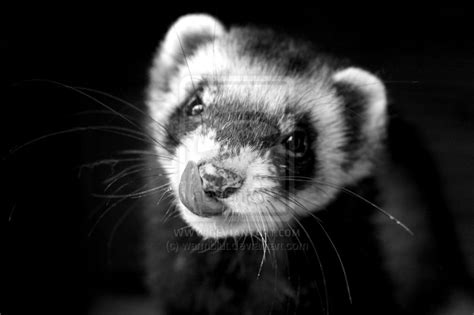 Cute Ferret Wallpaper - WallpaperSafari