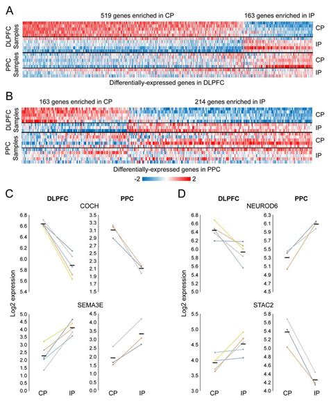 Comparison Of Differential Gene Expression In Ip And Cp Layer 3 Pns