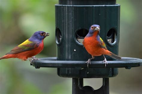 Bunting Painted Bunting Male Florida Palm Beach Count Flickr