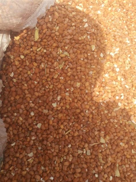 We Sell Beans Shea Nuts Shea Butter In Large Quantities Agriculture