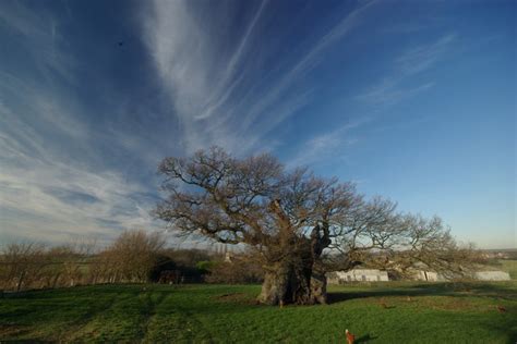 The Bowthorpe Oak © Robin Jones Geograph Britain And Ireland