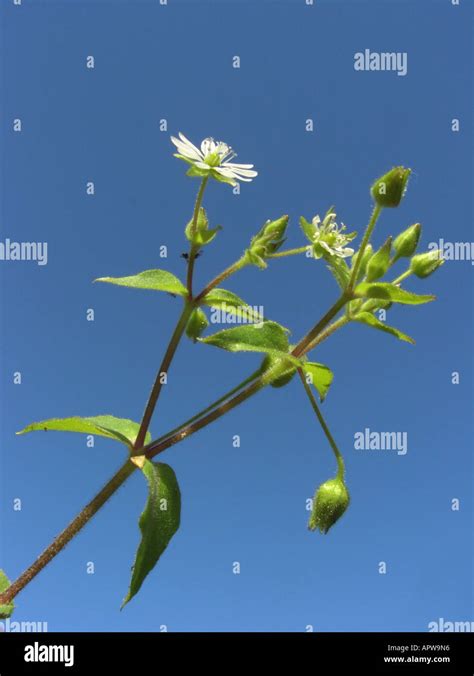 Water Chickweed Water Starwort Giant Chickweed Myosoton Aquaticum