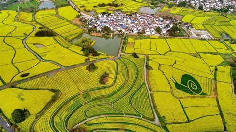 南京春天踏青赏花 从高淳慢城开始 旅游新闻 中国网•东海资讯