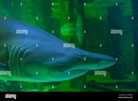 Bull shark teeth hi-res stock photography and images - Alamy
