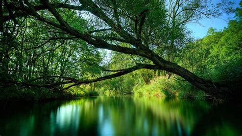 Trees Water Wallpapers Top Free Trees Water Backgrounds WallpaperAccess