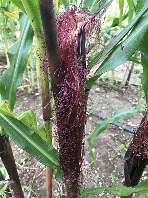 Double Red Sweet Corn Organic Seeds Hudson Valley Seed Company