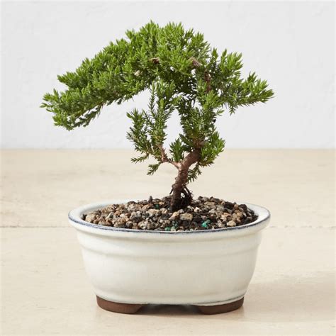 Green Mound Juniper Bonsai Tree Williams Sonoma