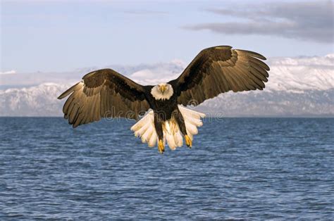 Bald Eagle Flying Over The Bay In Homer Alaska Stock Photo Image Of